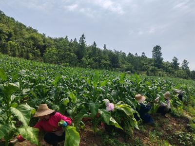 门古寺镇：万亩金叶喜丰收  烟叶烘烤正当时