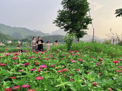 冬闲人不闲 药材生金链——阳新中药材全产业链赋能乡村振兴