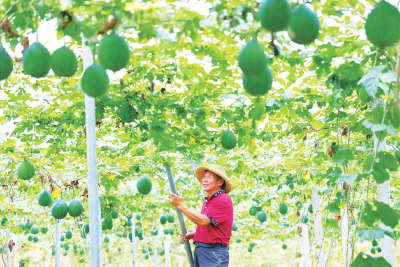 吊瓜园里管护忙