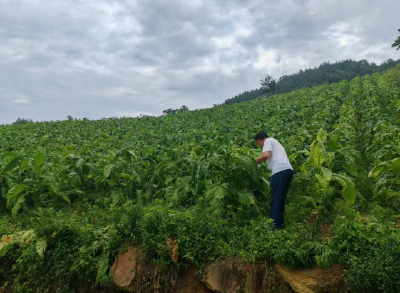 万峪河乡：夏日烟叶香满园   共绘绿色丰收梦