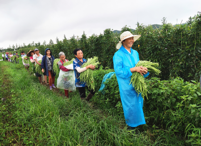 房县上湾村：“万企兴万村”共奔致富路