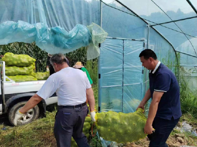 大木厂镇：财政助力致富梦  大棚丰收“金南瓜”