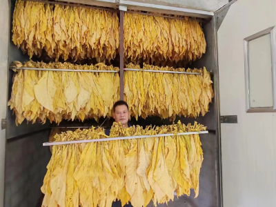 门古寺镇：烟叶烘烤迎丰收 农户感恩展笑颜