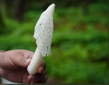 军店镇中村：竹荪丰收采摘忙，特色产业助增收