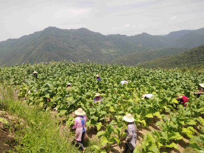 青峰镇：片片“黄金叶” 鼓起“钱袋子”