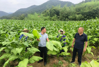 青峰镇：万亩绿叶变“金叶” 农民丰收喜眉梢