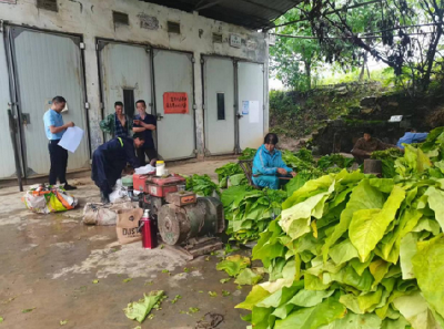 万峪河乡：农人赶“烤”忙 产业助振兴