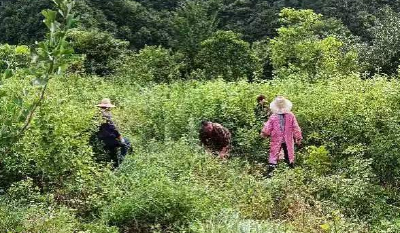 沙河乡：发展银杏产业助力乡村振兴