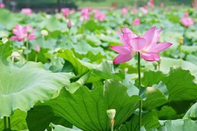 习近平总书记关切事｜老字号闯新路