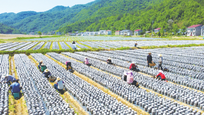 房县：耳菇之乡蝶变升级