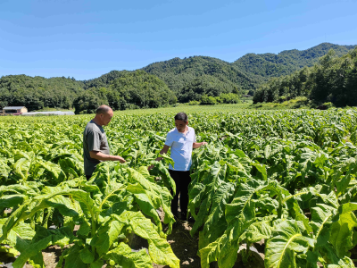 房县青峰镇：“黄金叶”开拓致富“好钱景”