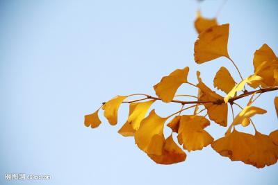 青峰镇龙王坪村：栽下“摇钱树”  长出“幸福果” 