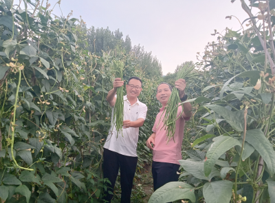 房县：推广绿色防控技术，助力豇豆减药控残