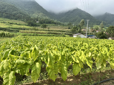 青峰镇：片片“金叶”铺就致富之路