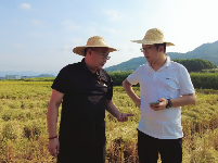 房县：水稻奏响丰收曲 机械收割节本增效