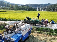 房县：水稻奏响丰收曲 机械收割节本增效