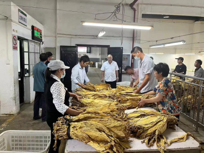 青峰镇：“金叶”开秤收购忙   烟农致富喜丰收