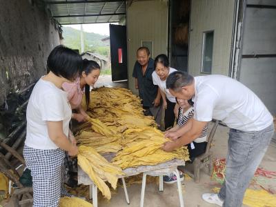门古寺镇：烟叶变“金叶”  烟农喜开颜