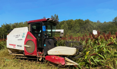 军店镇：翻垦地变身“致富田”，红高粱照亮好生活