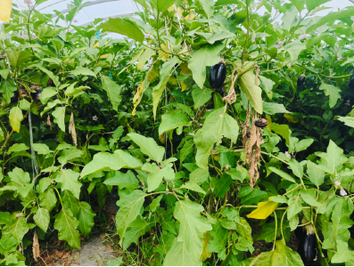 军店镇何家村：大棚蔬菜“绿意浓” 乡村产业振兴旺