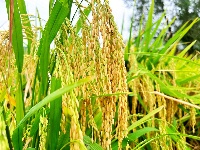 房县：水稻奏响丰收曲 机械收割节本增效