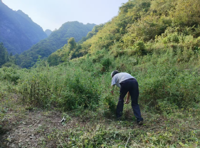 野人谷镇：坚决守护“饭碗田”