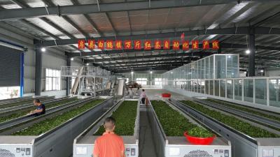 白鹤镇：茶园飘秋香 茶农喜又忙