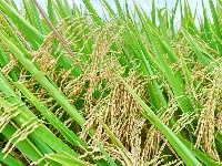 房县：水稻奏响丰收曲 机械收割节本增效