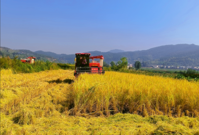 白鹤镇：稻田飘香 喜获丰收