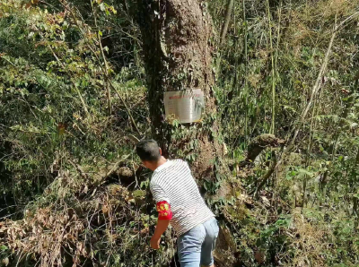 门古寺镇：开展古树名木调查  守护自然文化遗产