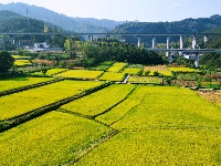 房县：水稻奏响丰收曲 机械收割节本增效