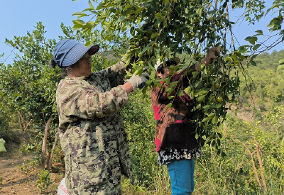 房县白鹤镇:油茶丰收采摘忙
