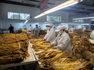 青峰镇:“金叶”飘香烟农乐 绘就振兴“多彩卷”