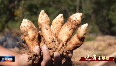 【记者走基层】朱家坪村：天麻丰收  村民增收