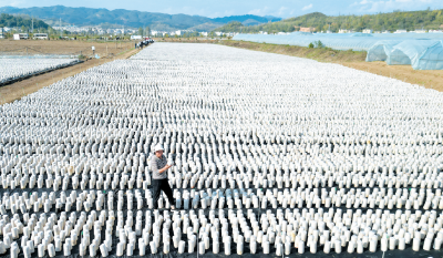 菌稻轮作 提效增收