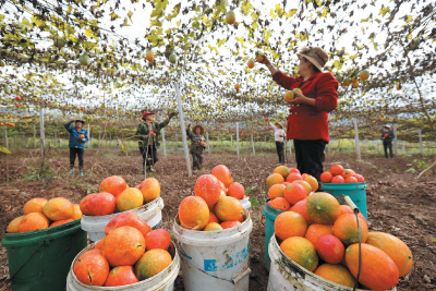 房县中药材远销海外