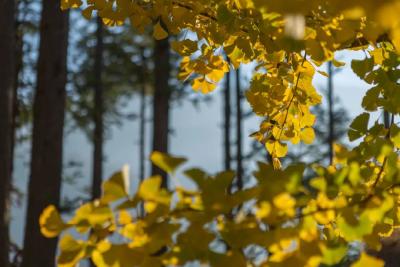 一叶破局 全域出圈——千年银杏谷秋季爆火的背后