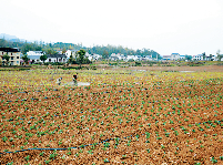 培植特色蔬菜 助推乡村振兴