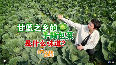 时政Vlog丨甘蓝之乡的手撕包菜是什么味道？