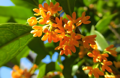 咸安：桂花香里说丰年