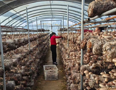 2025香菇区域品牌强度榜单发布 房县香菇位列全国第三