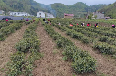 门古寺镇石垭村：茶香飘四海  产业焕新颜