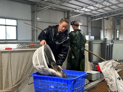 【记者走基层】每天卖出5000斤 房县这地鲈鱼“游”出致富路