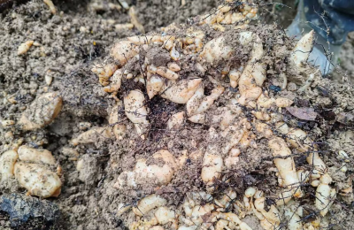 房县野人谷镇：天麻丰收映笑颜，乡村振兴谱新篇 