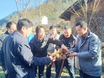 房县：特色种植产业旺