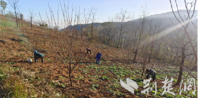 房县回龙乡古桥沟村：筑牢病虫防线，助力林下经济繁茂