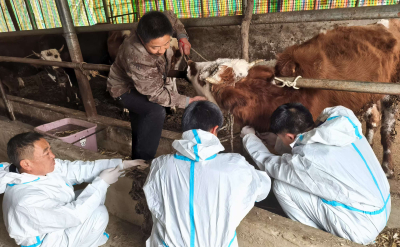 军店镇：把牢好动物“防疫关”，织密畜禽“安全网”   