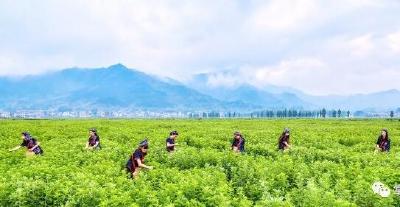 “黄冈臻品”何以“出山越海出圈”