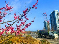 春醒 万物共舞 赏梅正当时