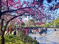 春醒 万物共舞 赏梅正当时
